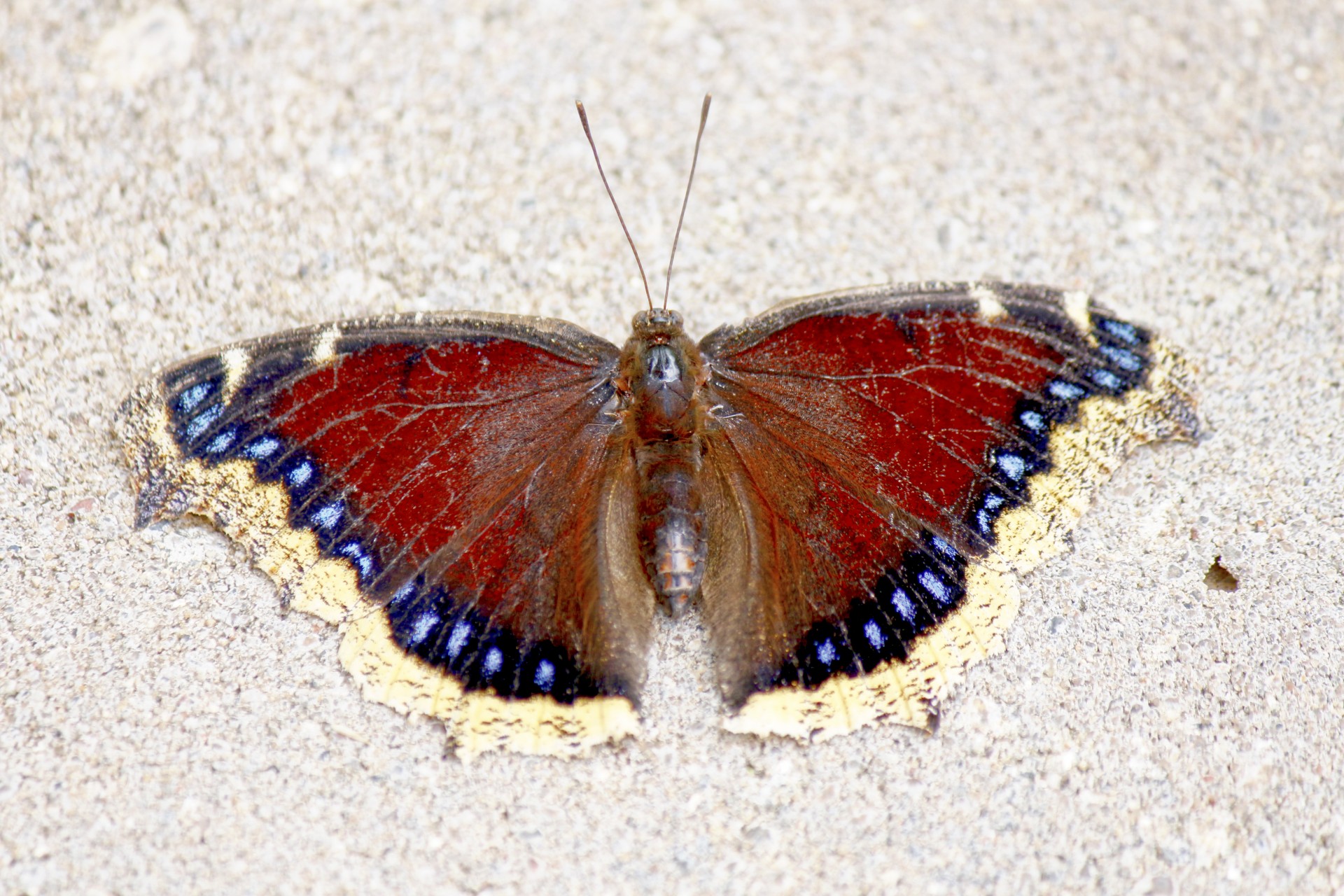 butterfly resting wings free photo