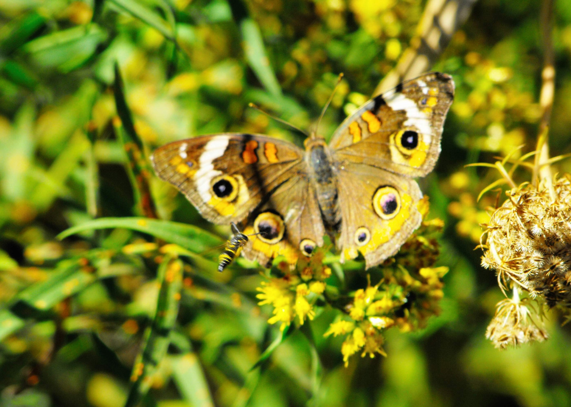 butterfly bee nature free photo