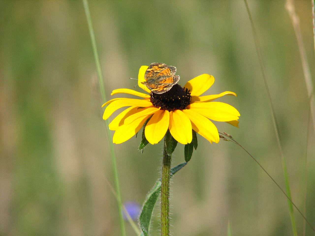 butterfly flower wildflower free photo