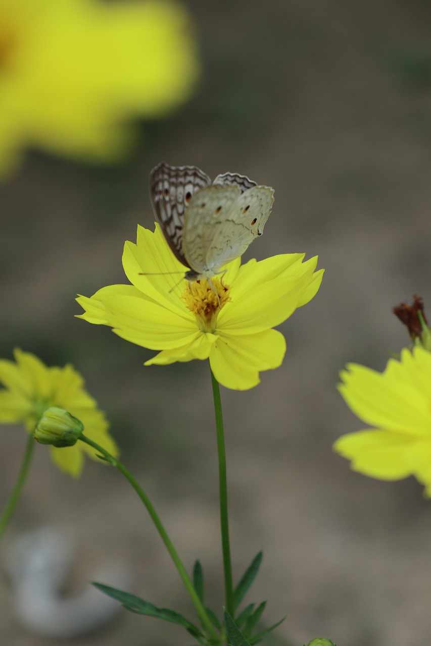 butterfly and flower  yellow  wild free photo