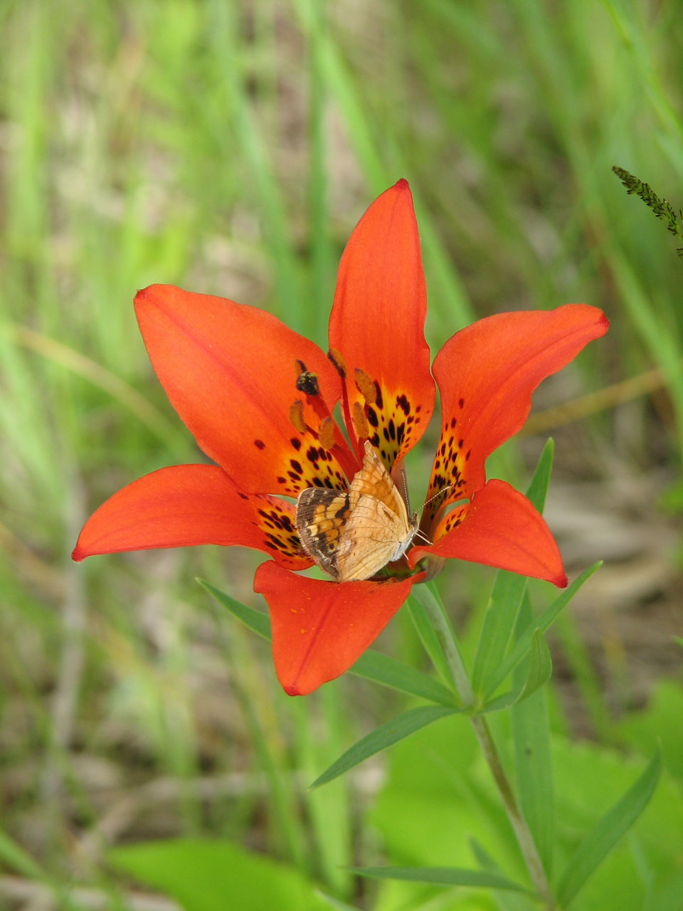 butterfly orange lily free photo