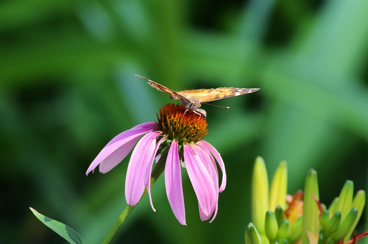butterfly and purple coneflower  plant  flowering free photo