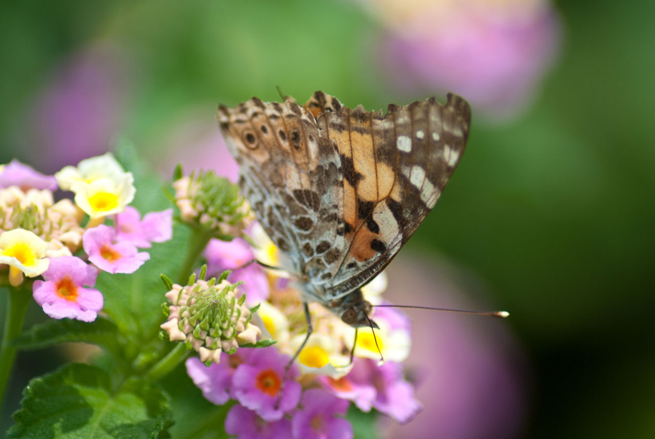 honey butterfly butterfly at work free photo