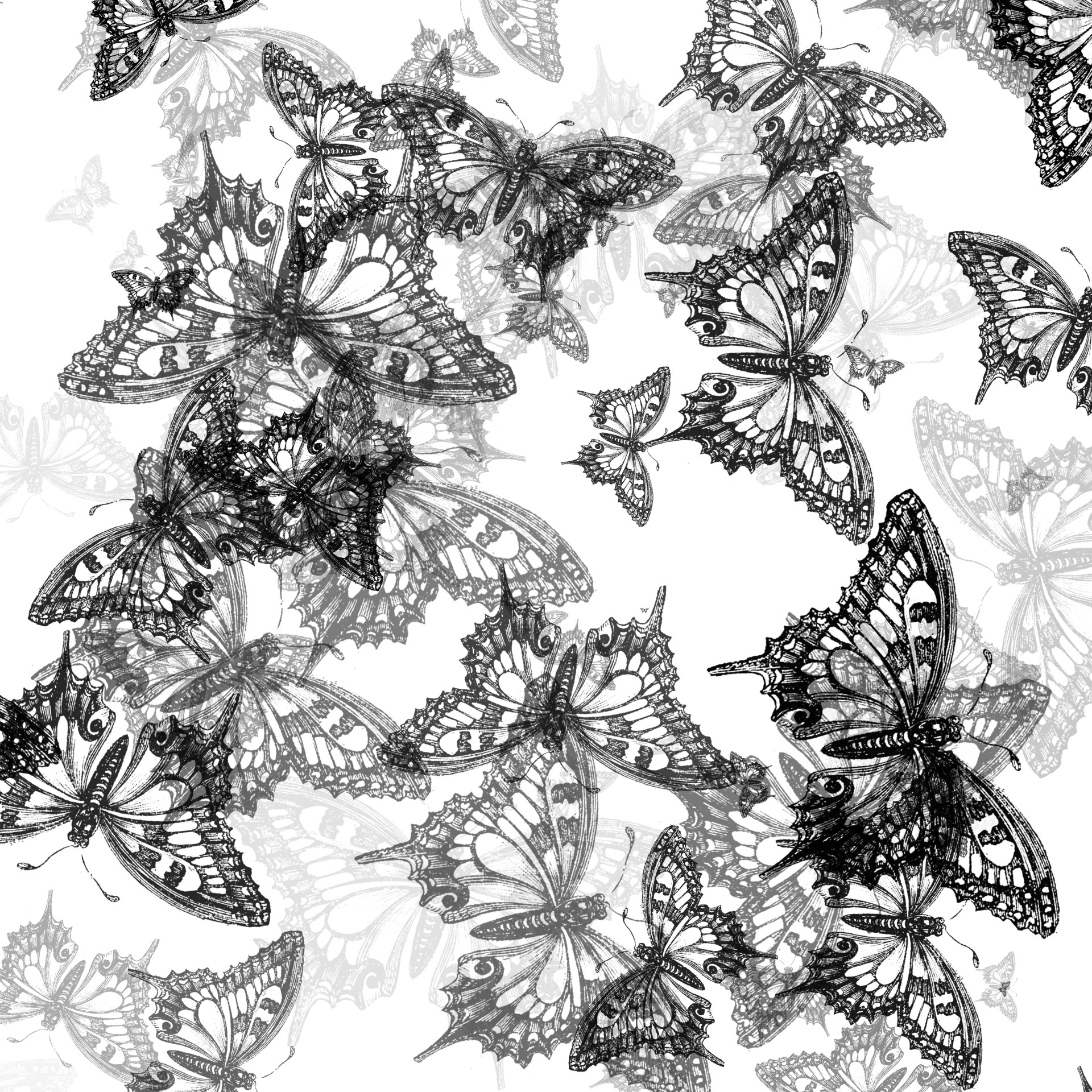 butterflies black white free photo
