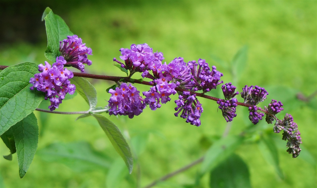 butterfly bush garden flower free photo