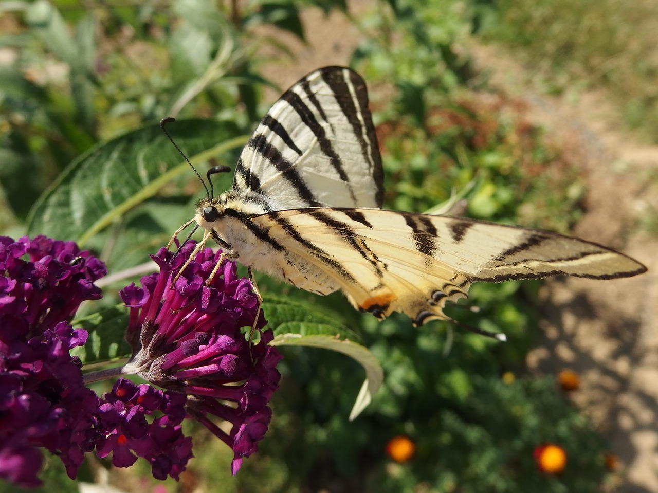 butterfly bush swallowtail fruit flying insects free photo