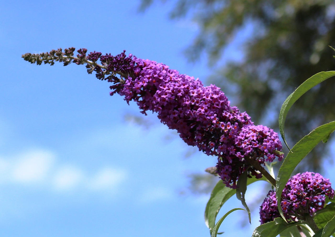 butterfly bush lilac plant free photo