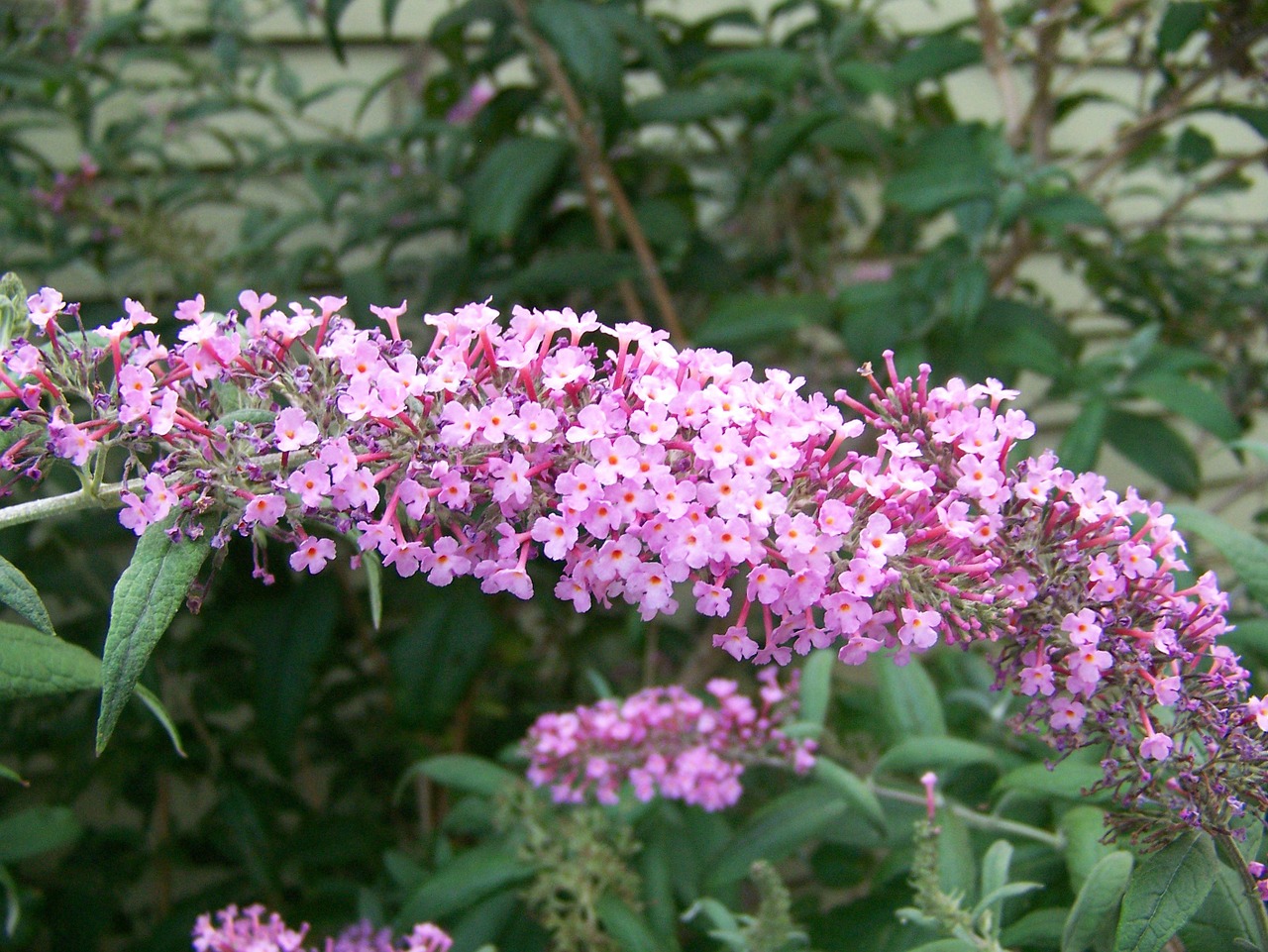 butterfly bush bloom garden free photo