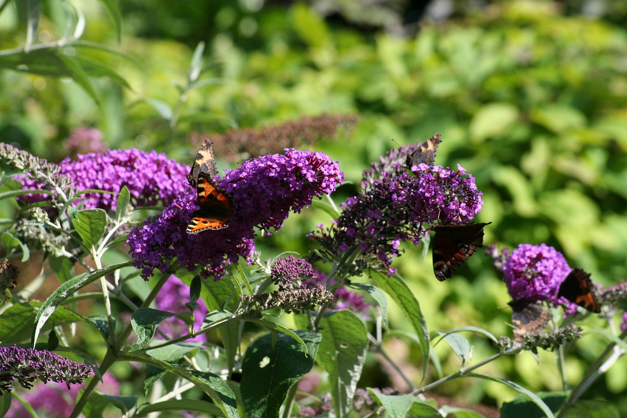 butterfly bush butterflies garden free photo