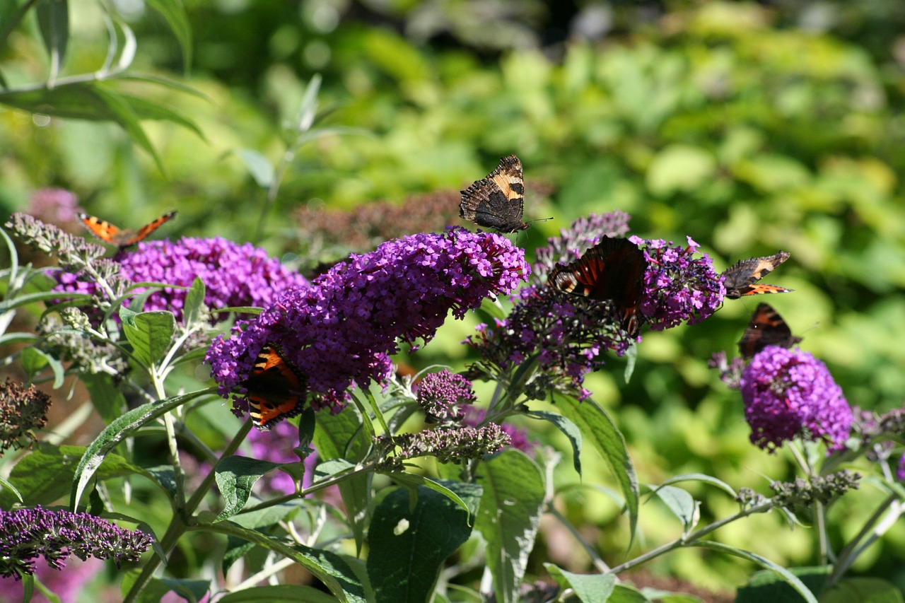 butterfly bush butterflies garden free photo