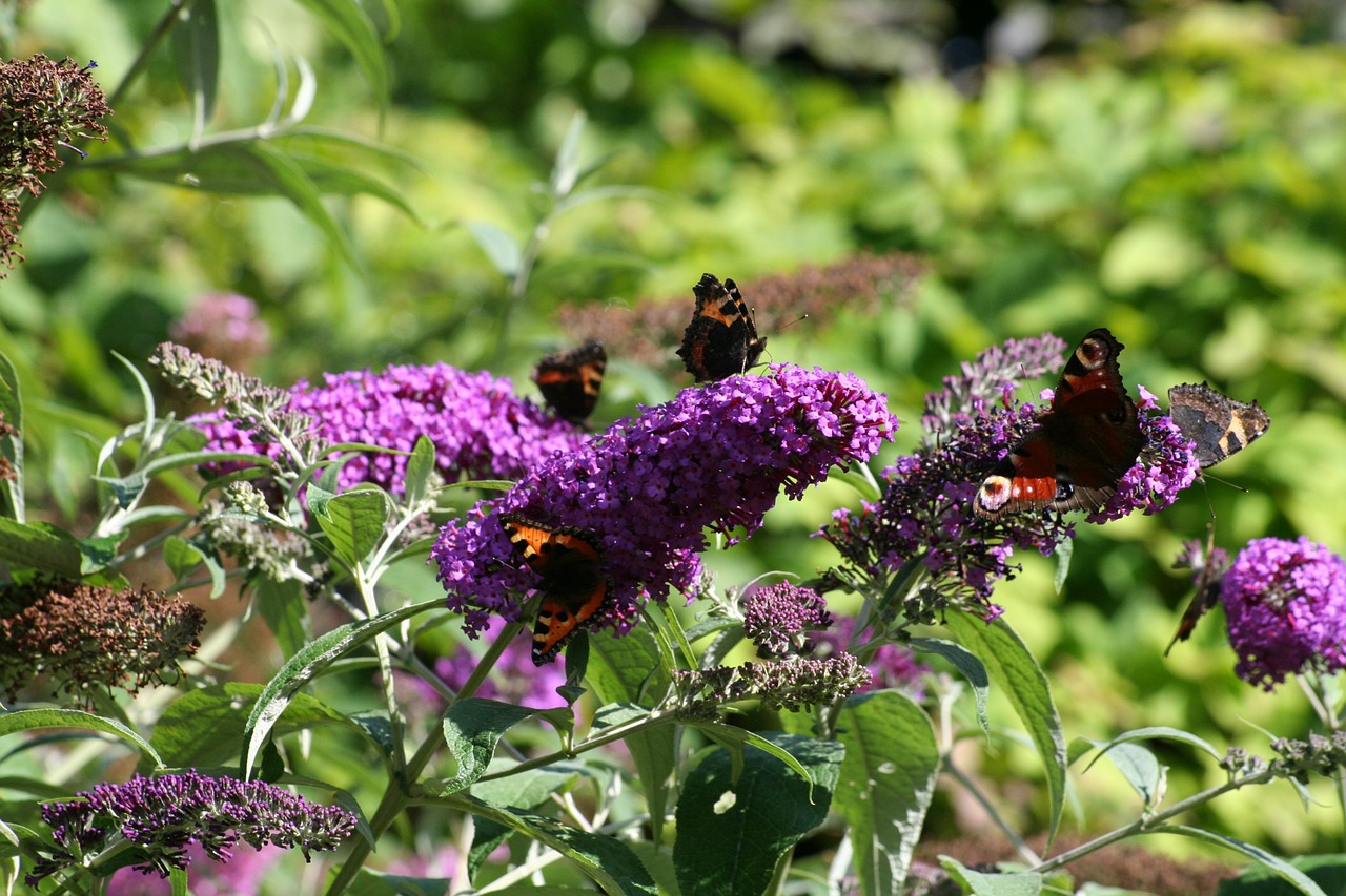 butterfly bush butterfly garden free photo