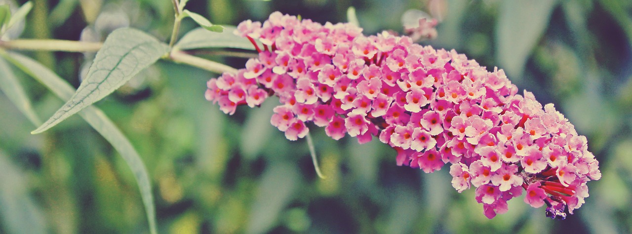 butterfly bush bush plant free photo