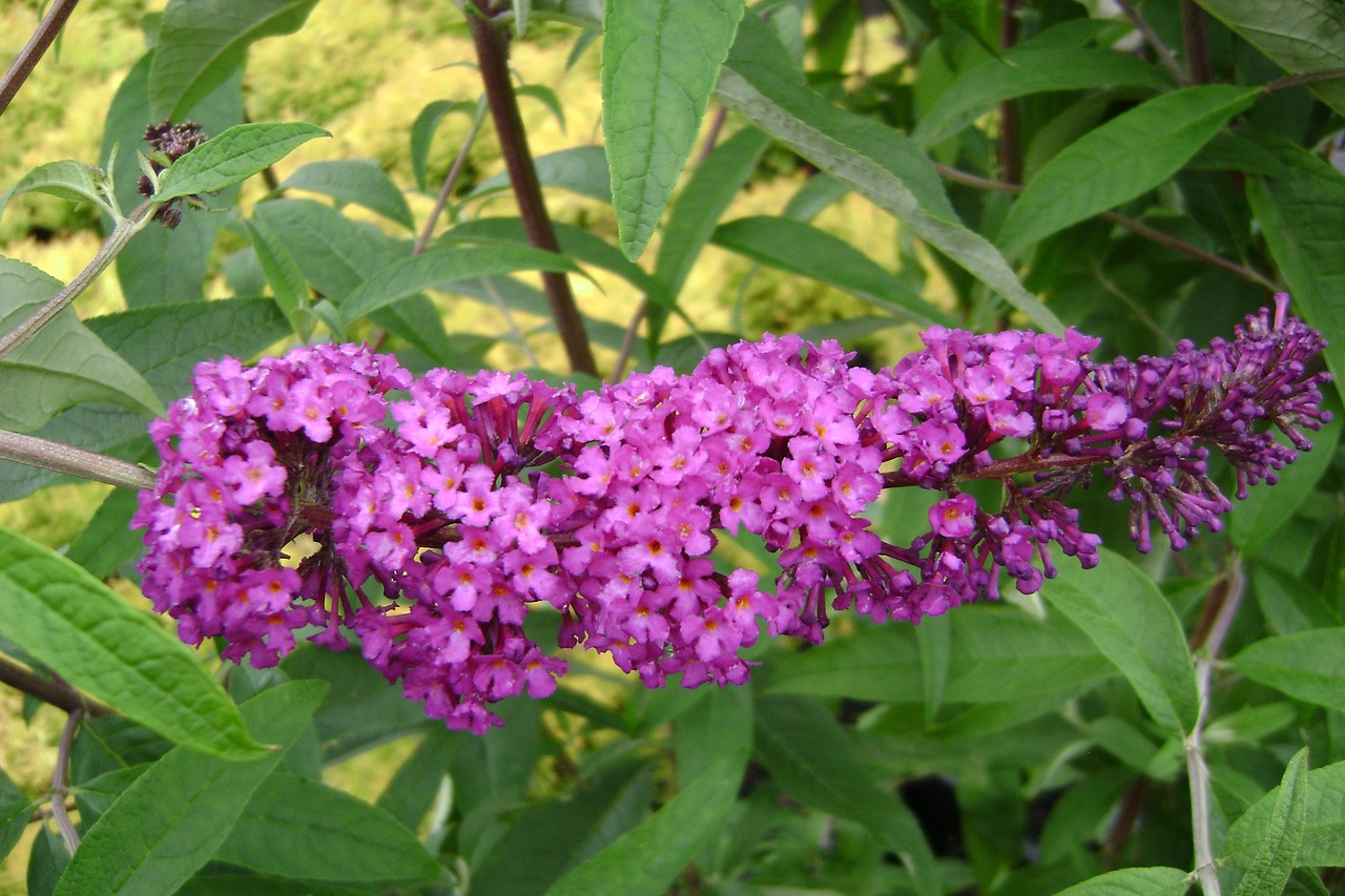 butterfly bush royal red of david summer flowers free photo