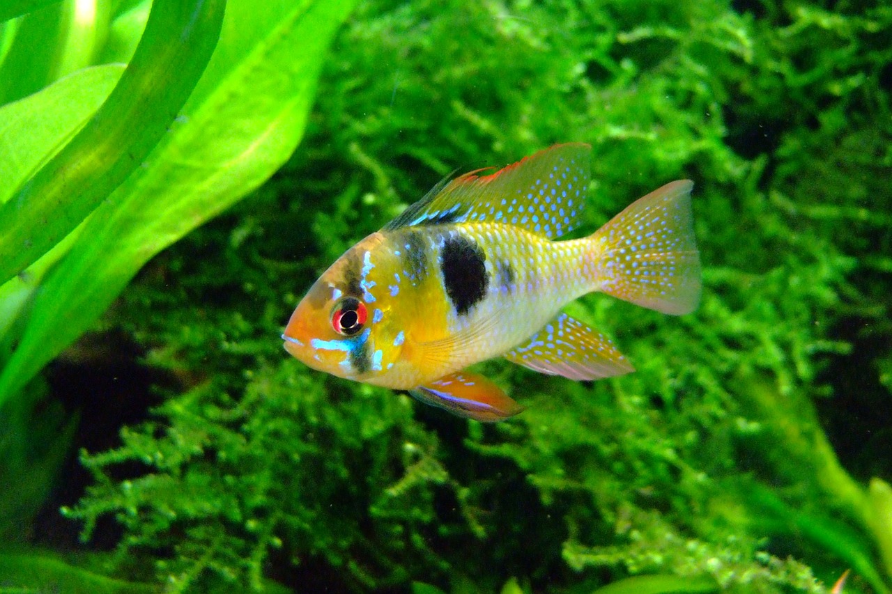 butterfly cichlid aquarium fish free photo