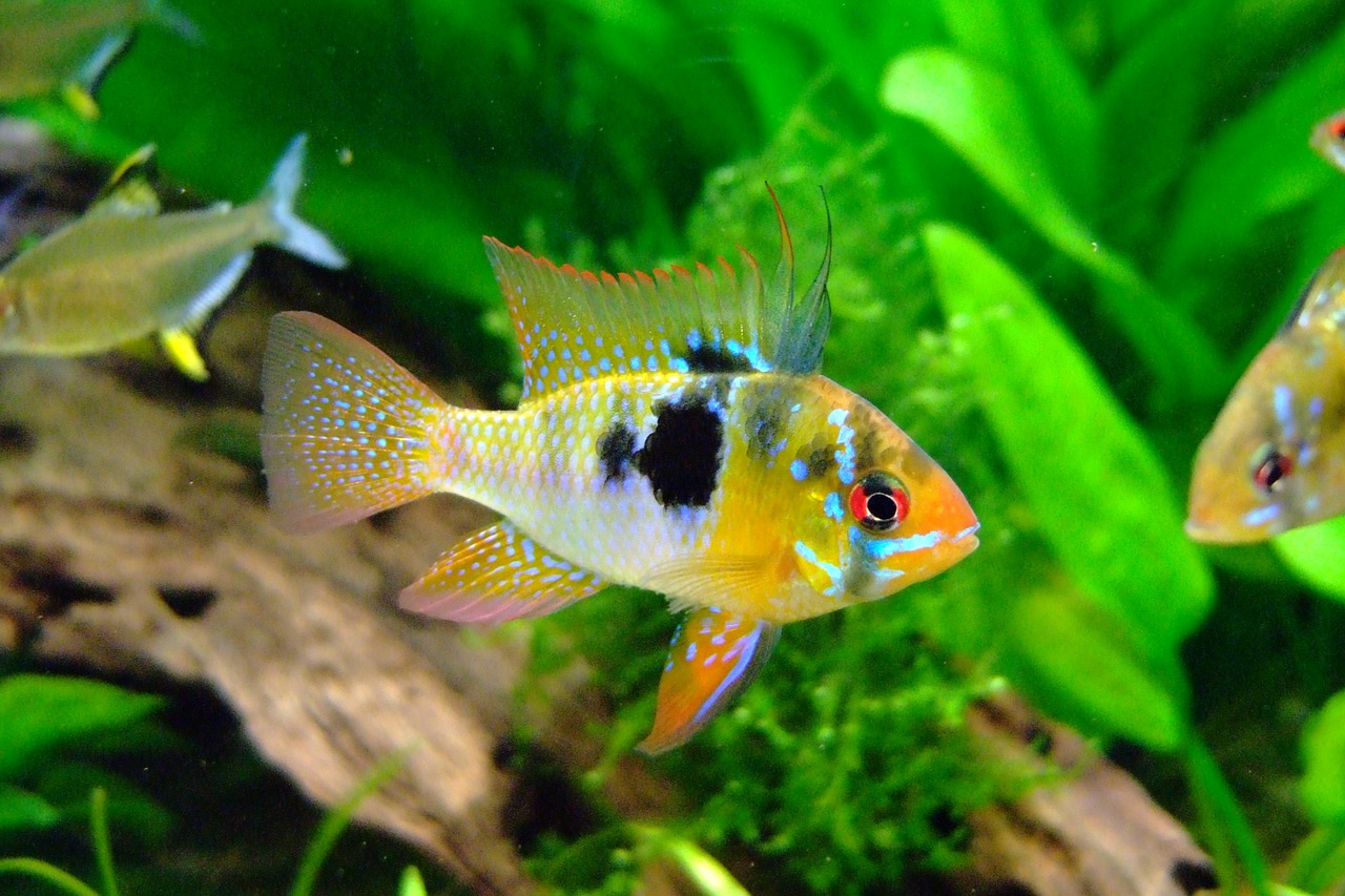 butterfly cichlid barch cichlid free photo