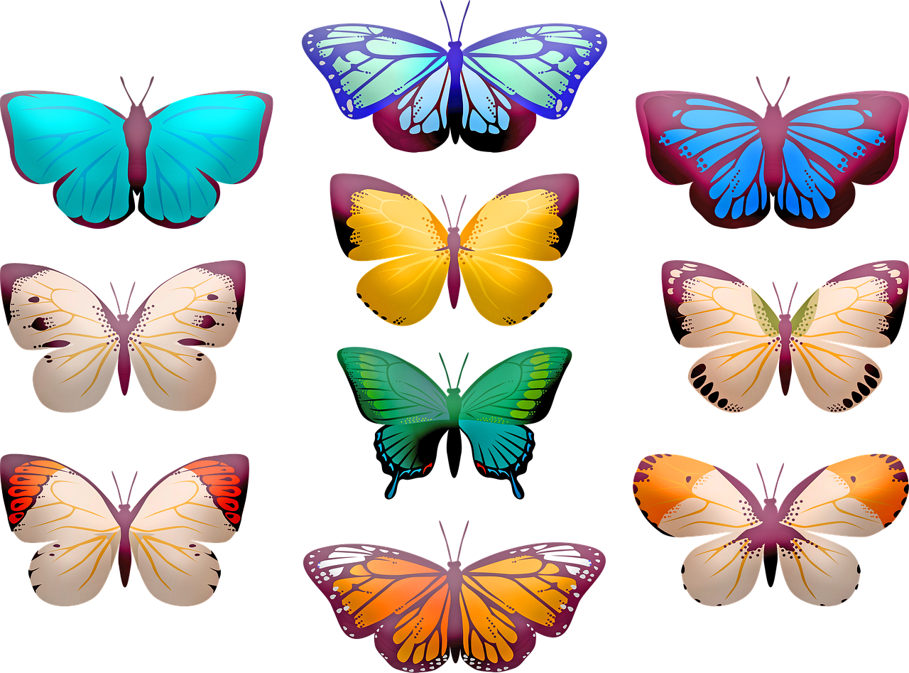 butterfly clip art  butterflies  insect free photo