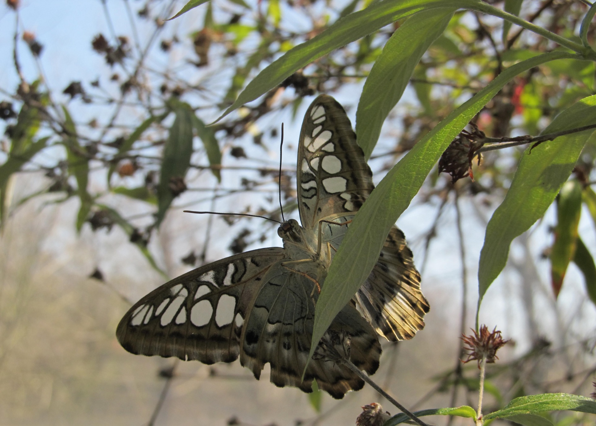 butterfly macro close up free photo