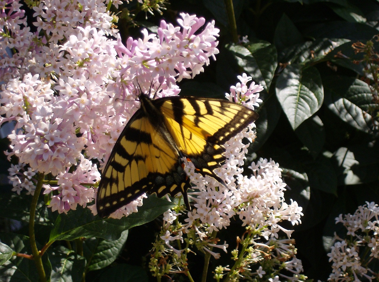 butterfly close up lilac bush flowers free photo