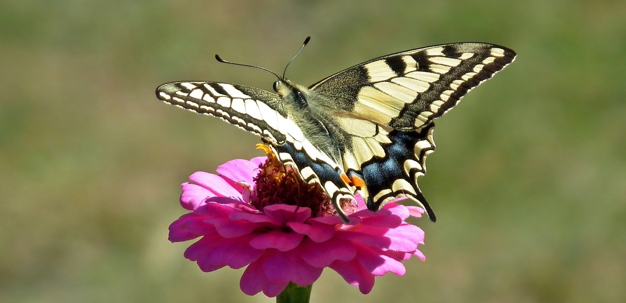 butterfly day paż queen nature free photo