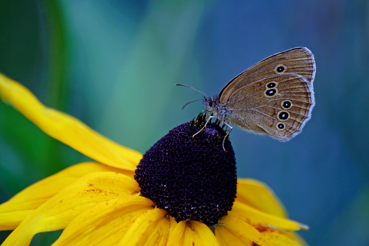 butterfly day nature insect free photo