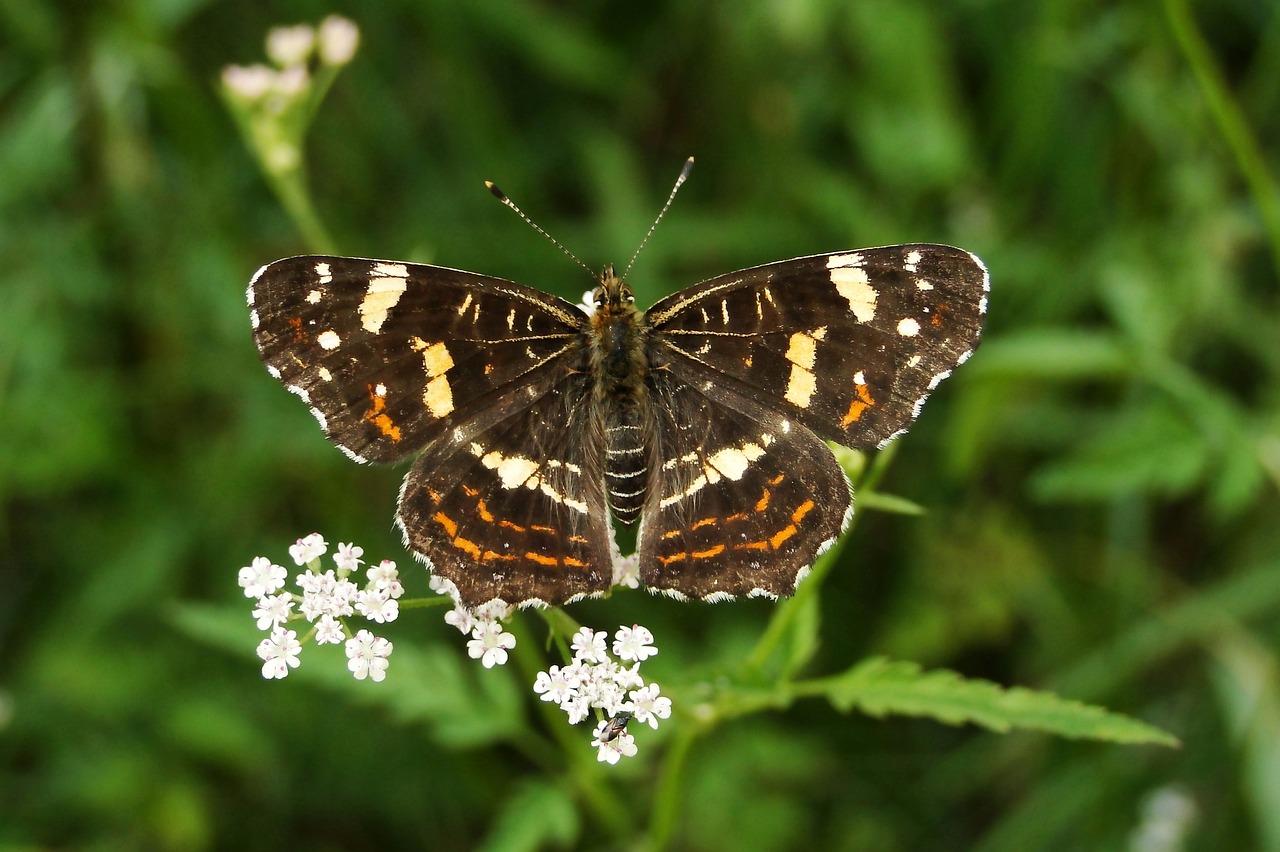 butterfly day nature insect free photo