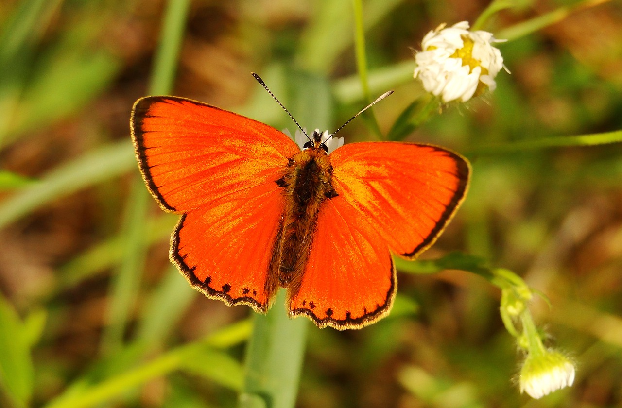 butterfly day insect nature free photo