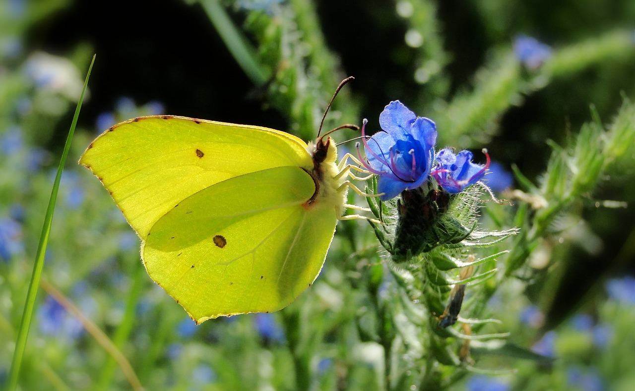 butterfly day nature insect free photo