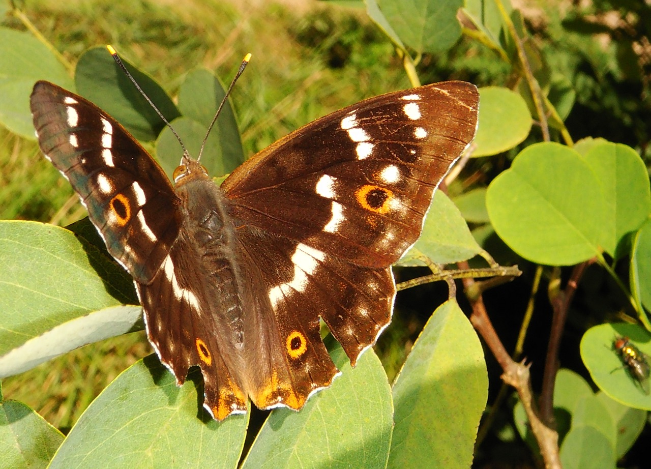 butterfly day nature insect free photo