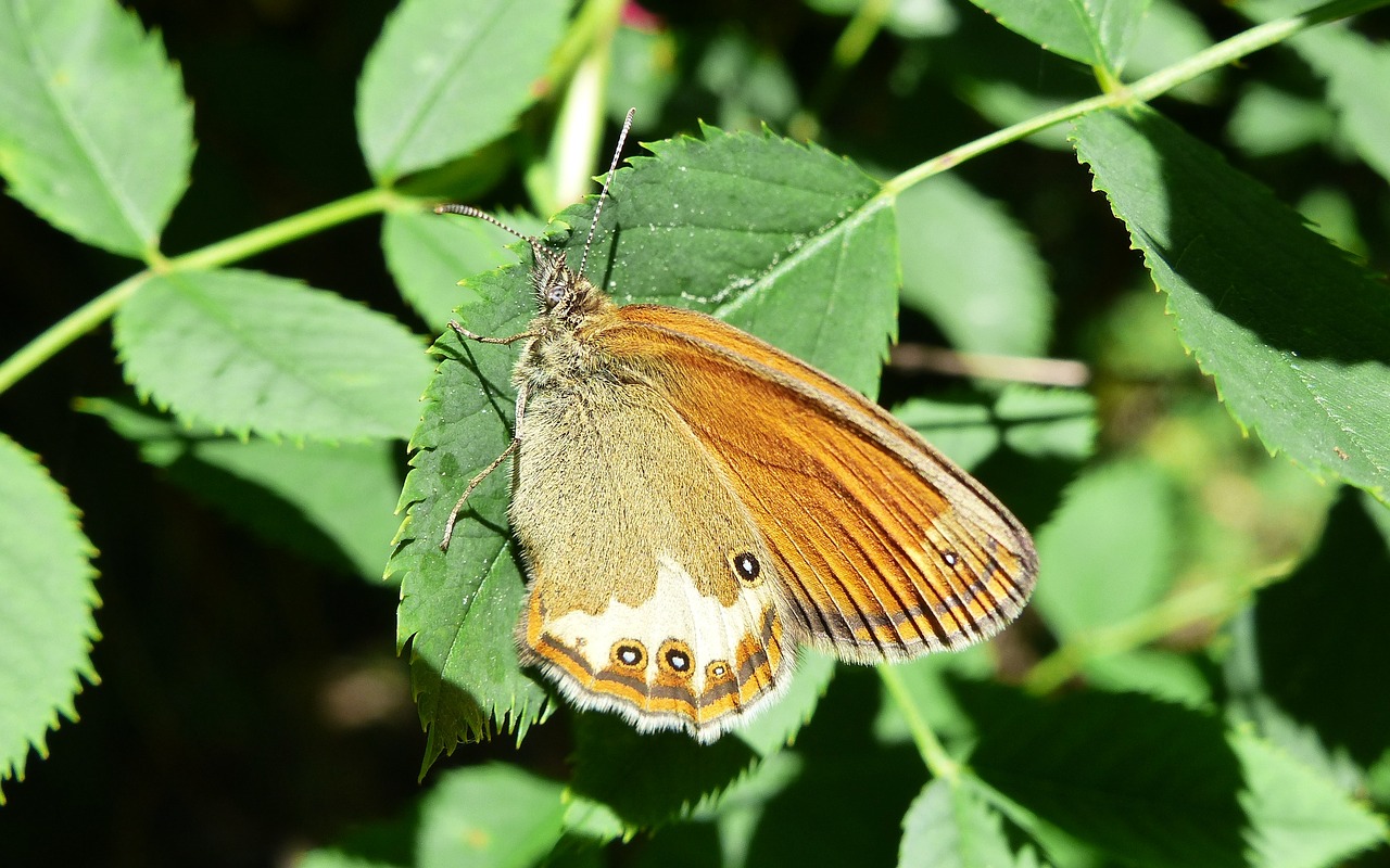 butterfly day  insect  nature free photo