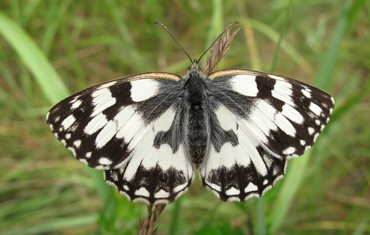 butterfly day  insect  nature free photo