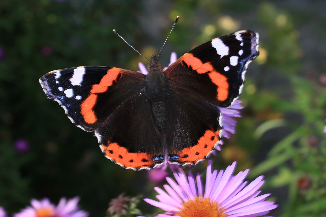 butterfly day  insect  nature free photo