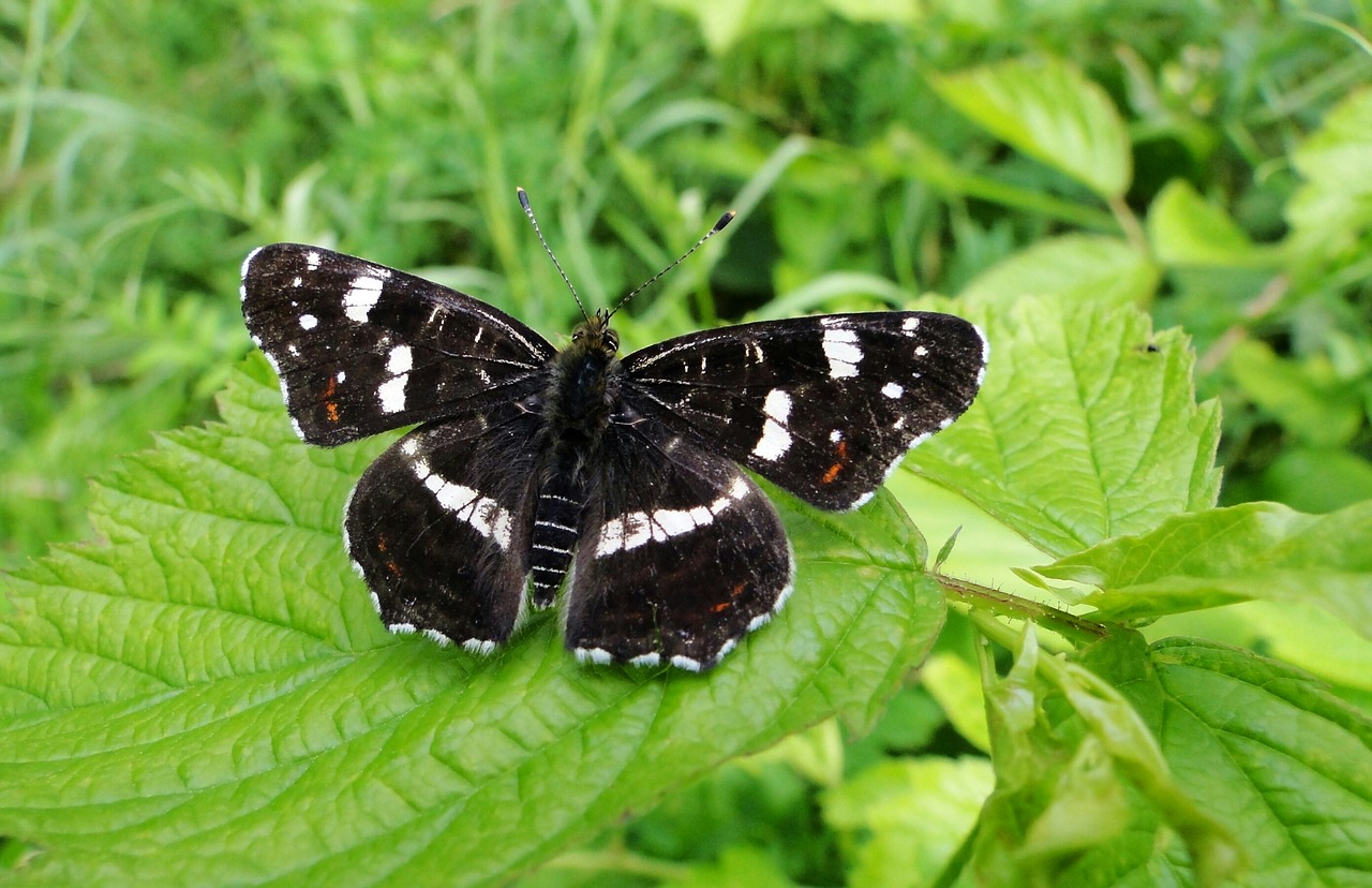 butterfly day  nature  insect free photo