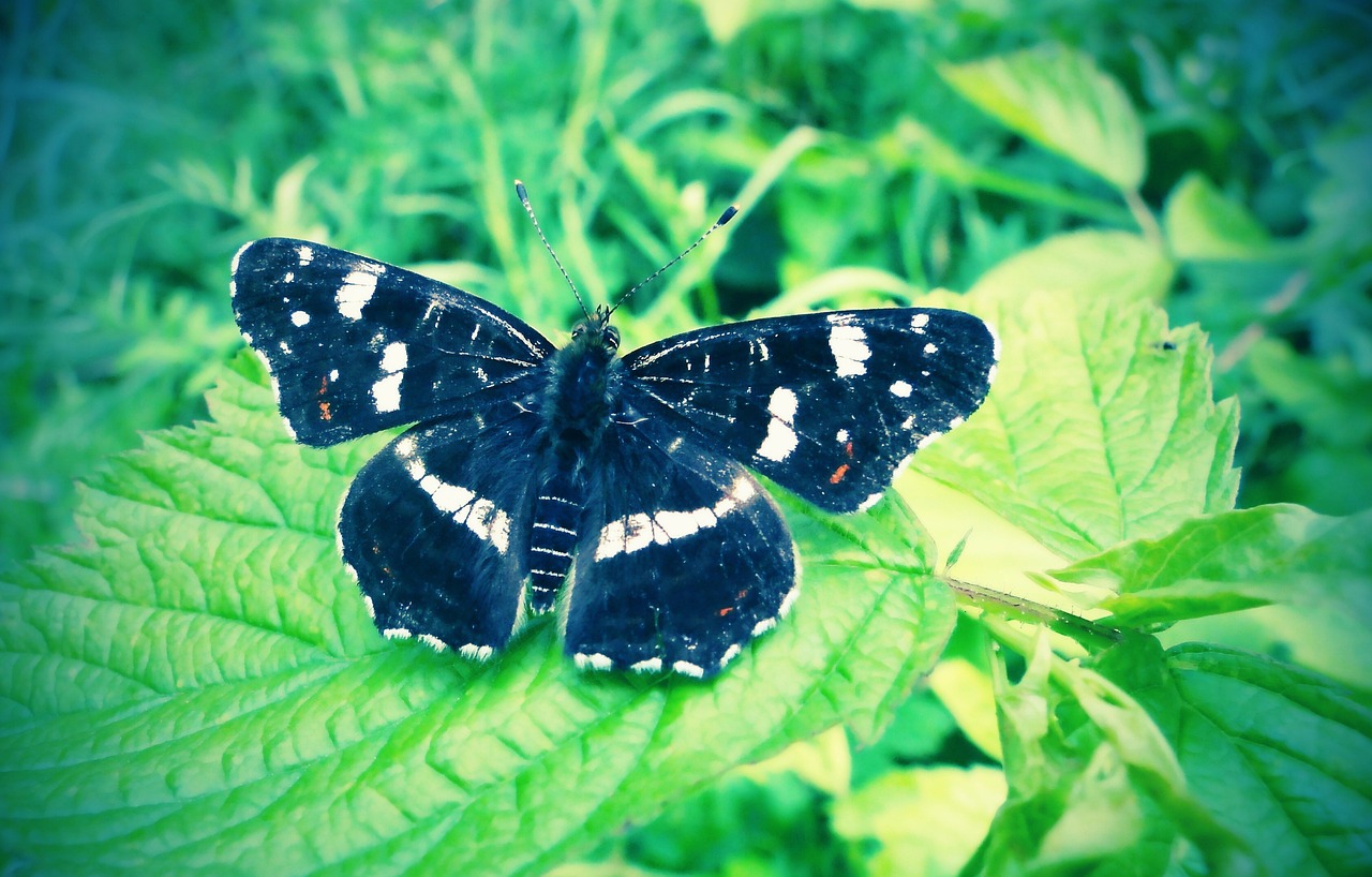 Дневная бабочка сканворд. Беспозвоночные бабочки. Беспозвоночные животные. Лет бабочек средней полосы. Butterfly Day.