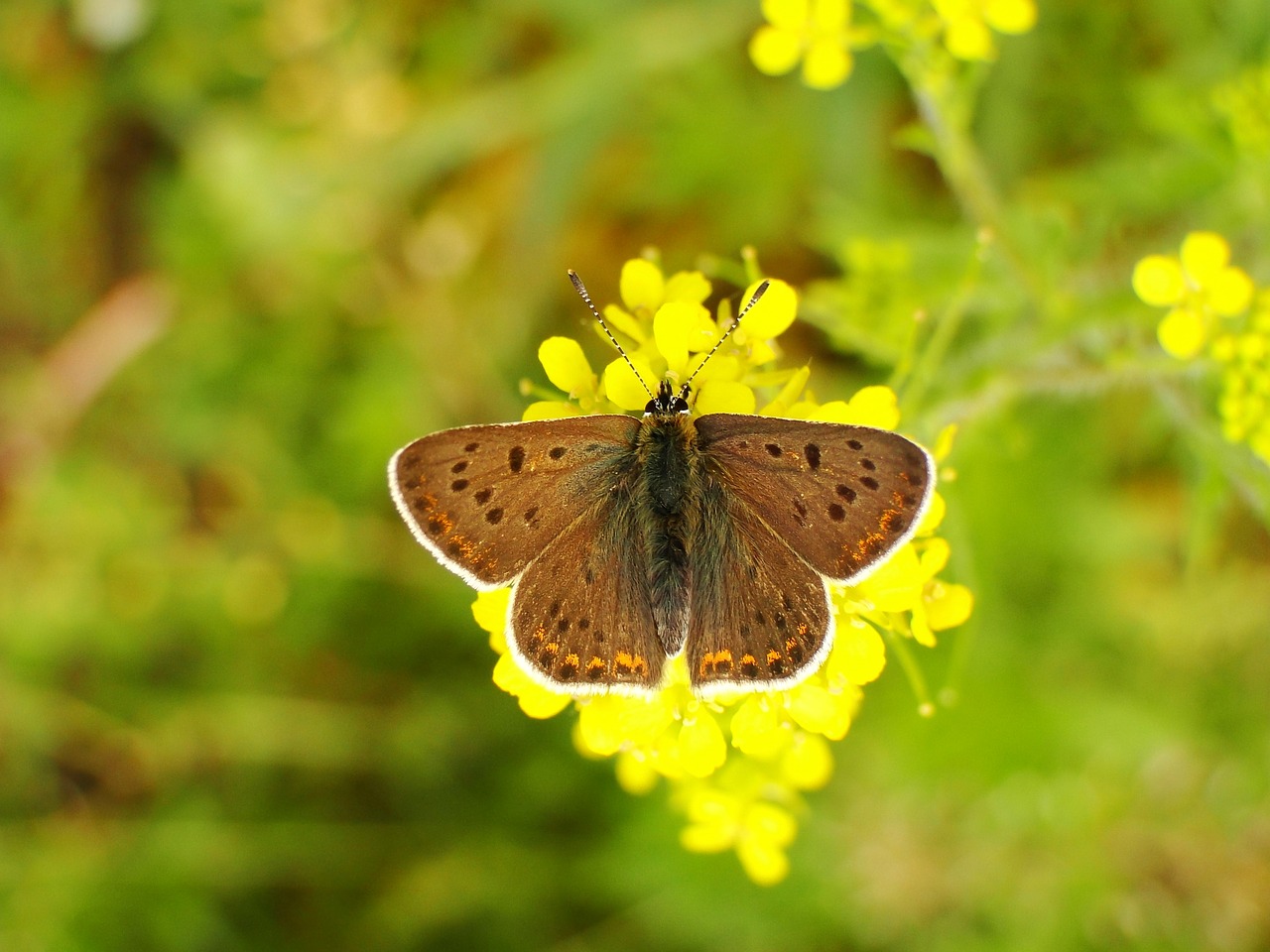 butterfly day  nature  insect free photo