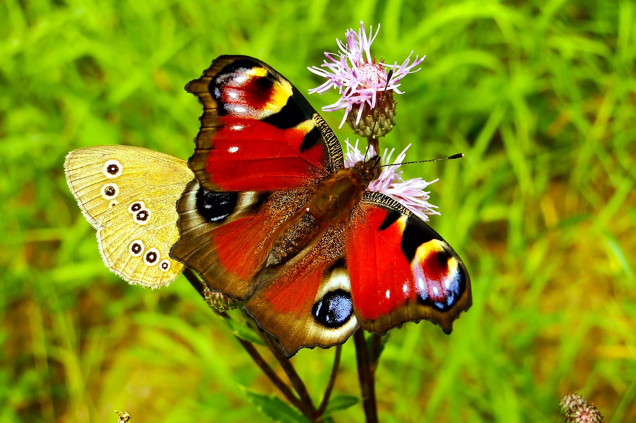 butterfly day  insect  nature free photo