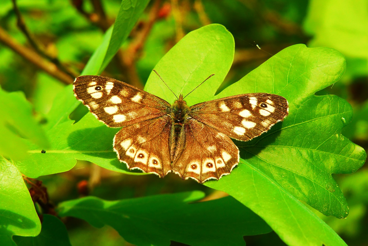 butterfly day  nature  insect free photo