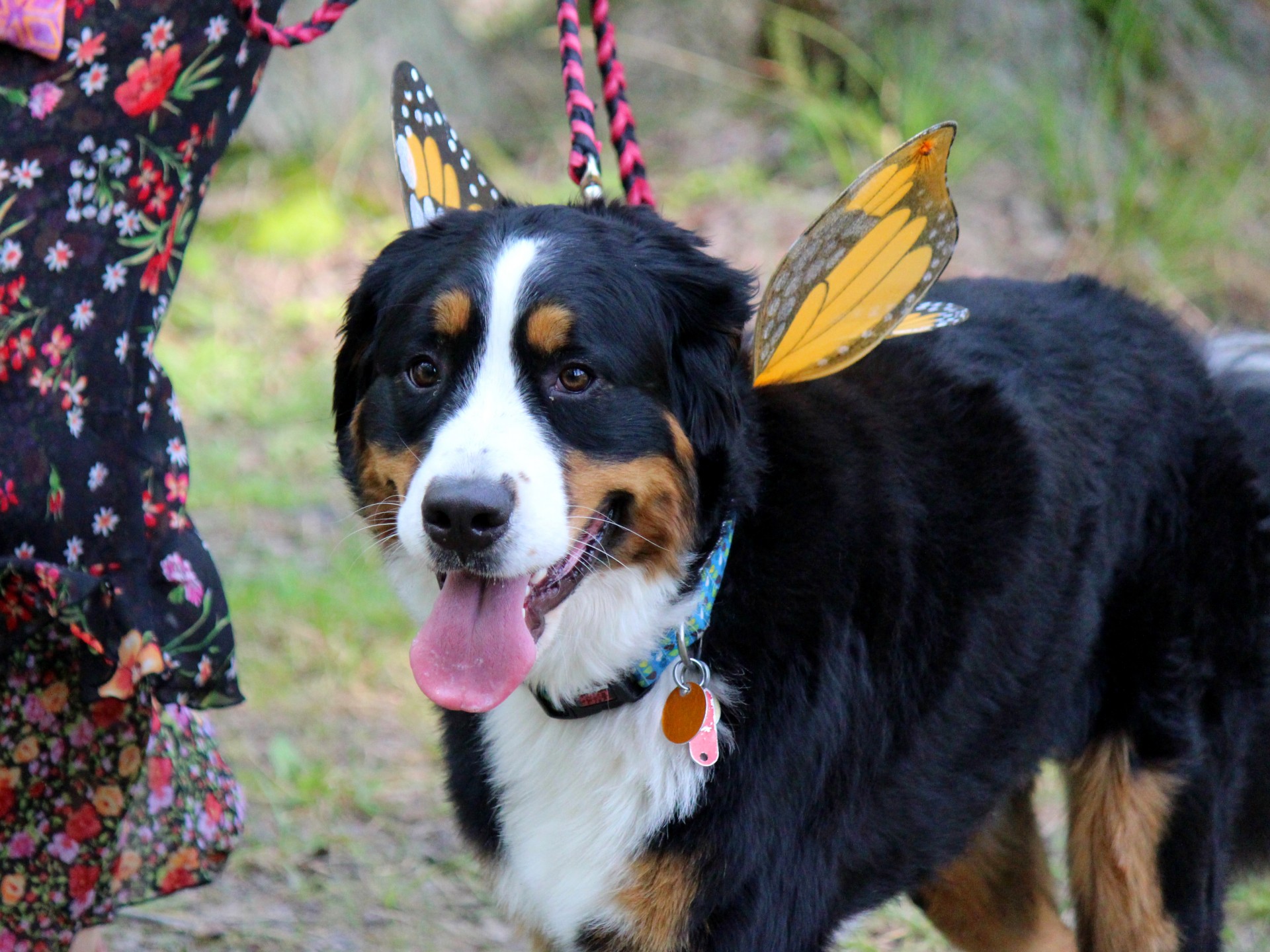 dog butterfly costume free photo