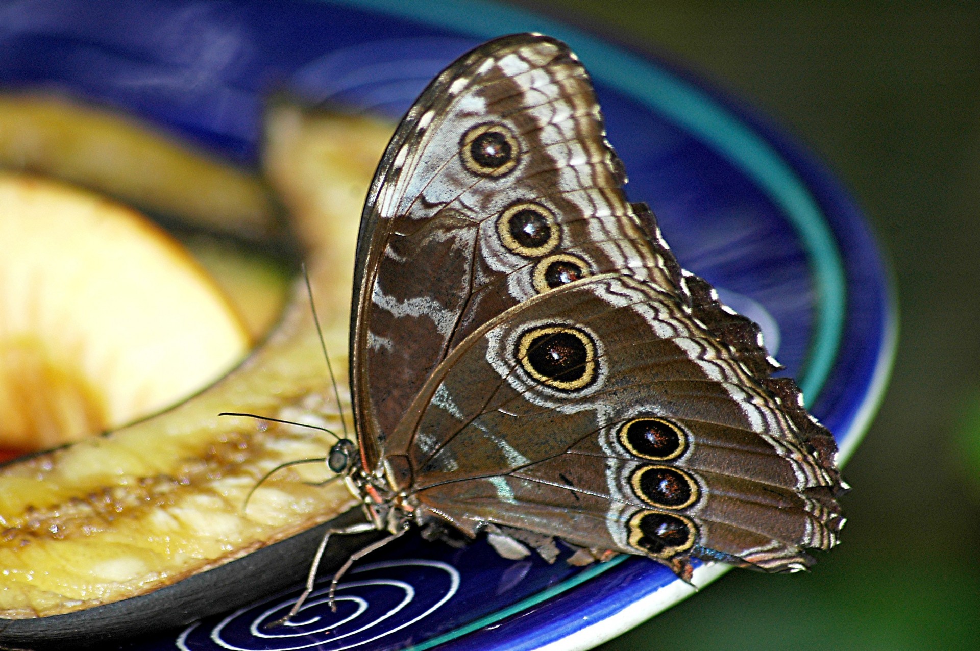 butterfly feeding insect free photo