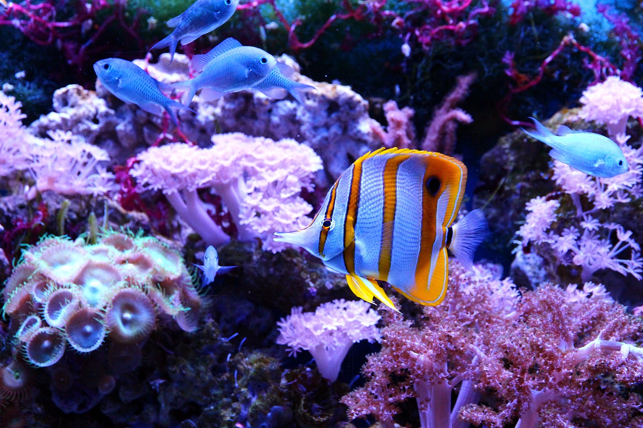 butterfly fish  chelmon rostratus  tweezers free photo