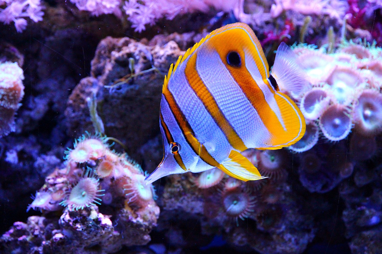 butterfly fish  fish  chelmon rostratus free photo