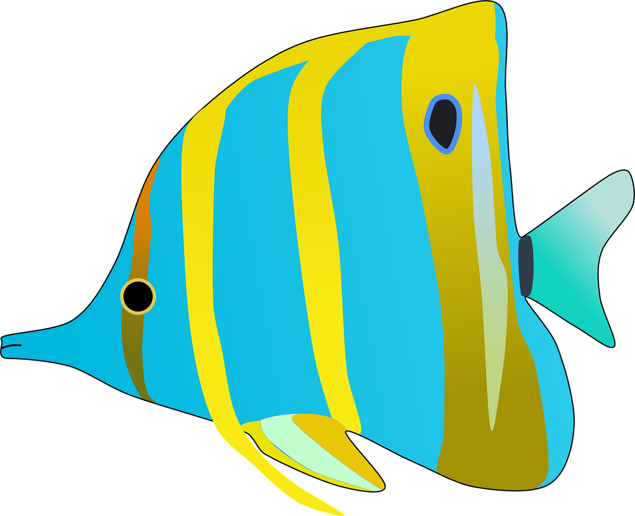 butterfly fish  fish  aquarium free photo