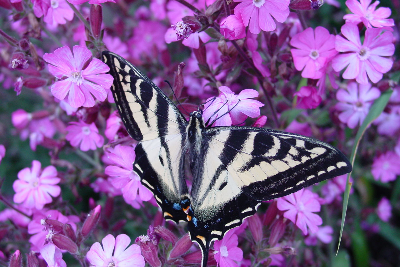 butterfly flower pink free photo