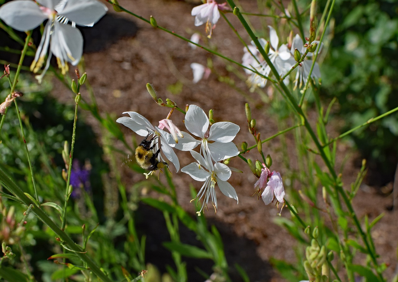 butterfly flower with bee bee insect free photo