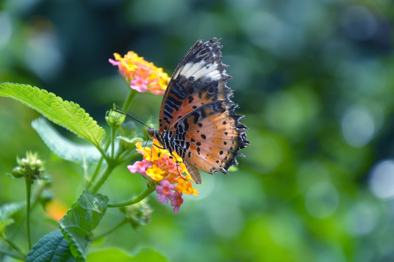 butterfly flowers qingxinziran bucolic free photo