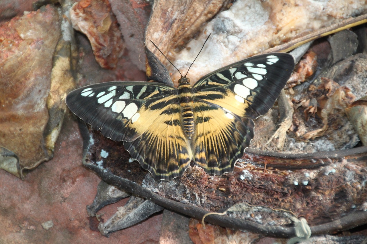 butterfly garden butterfly still life free photo