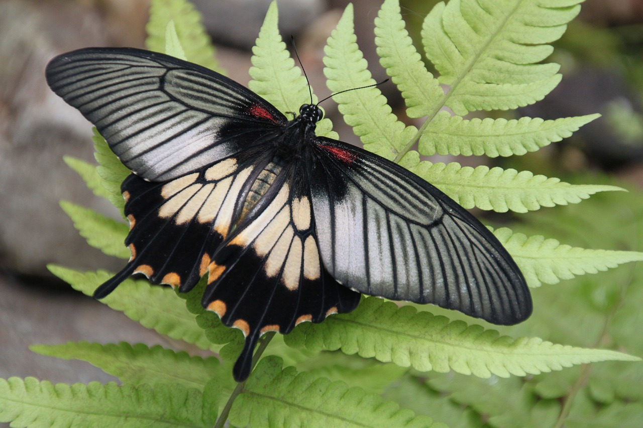 butterfly garden zupthen butterfly free photo