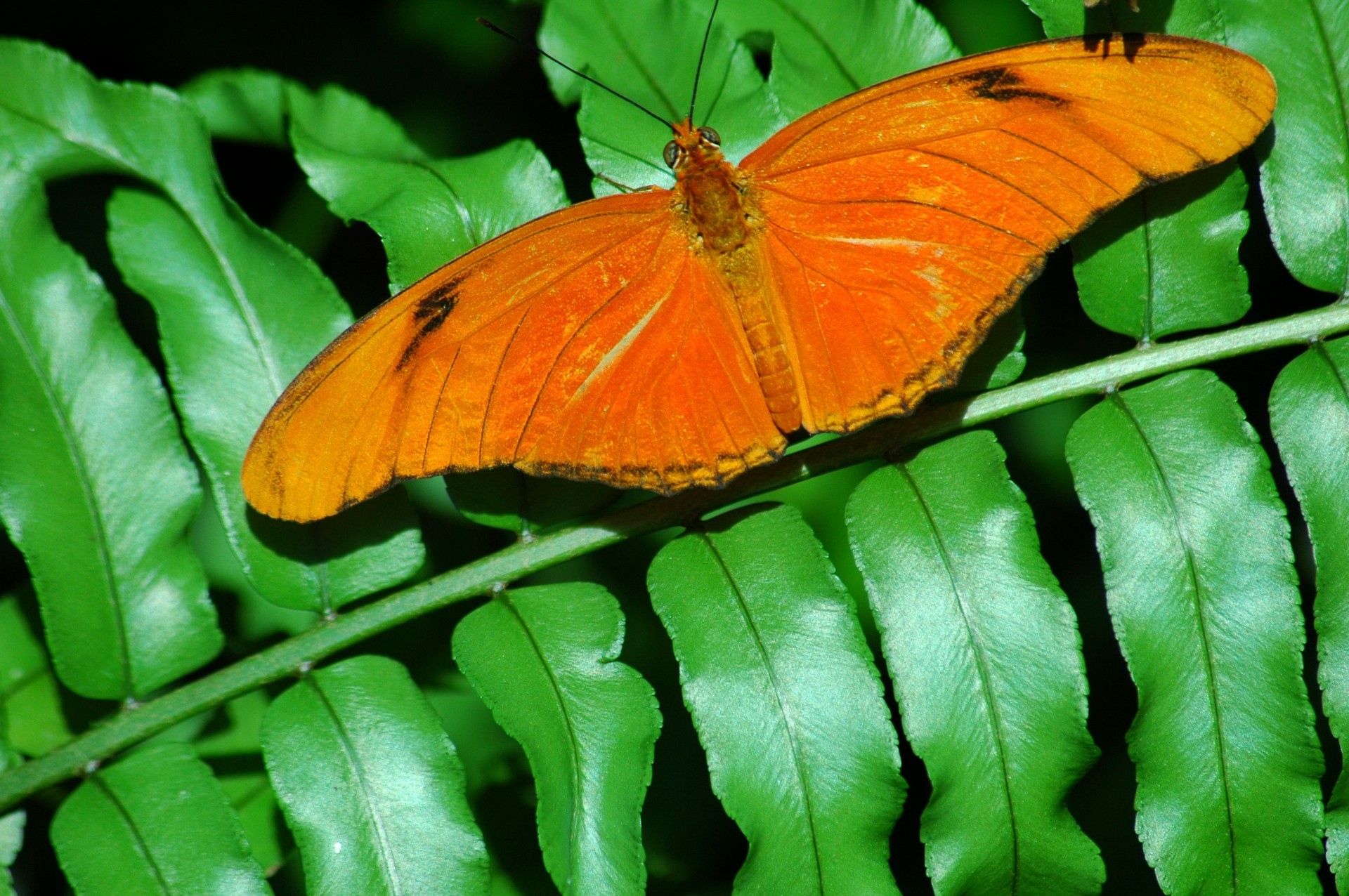 butterfly insect wildlife free photo