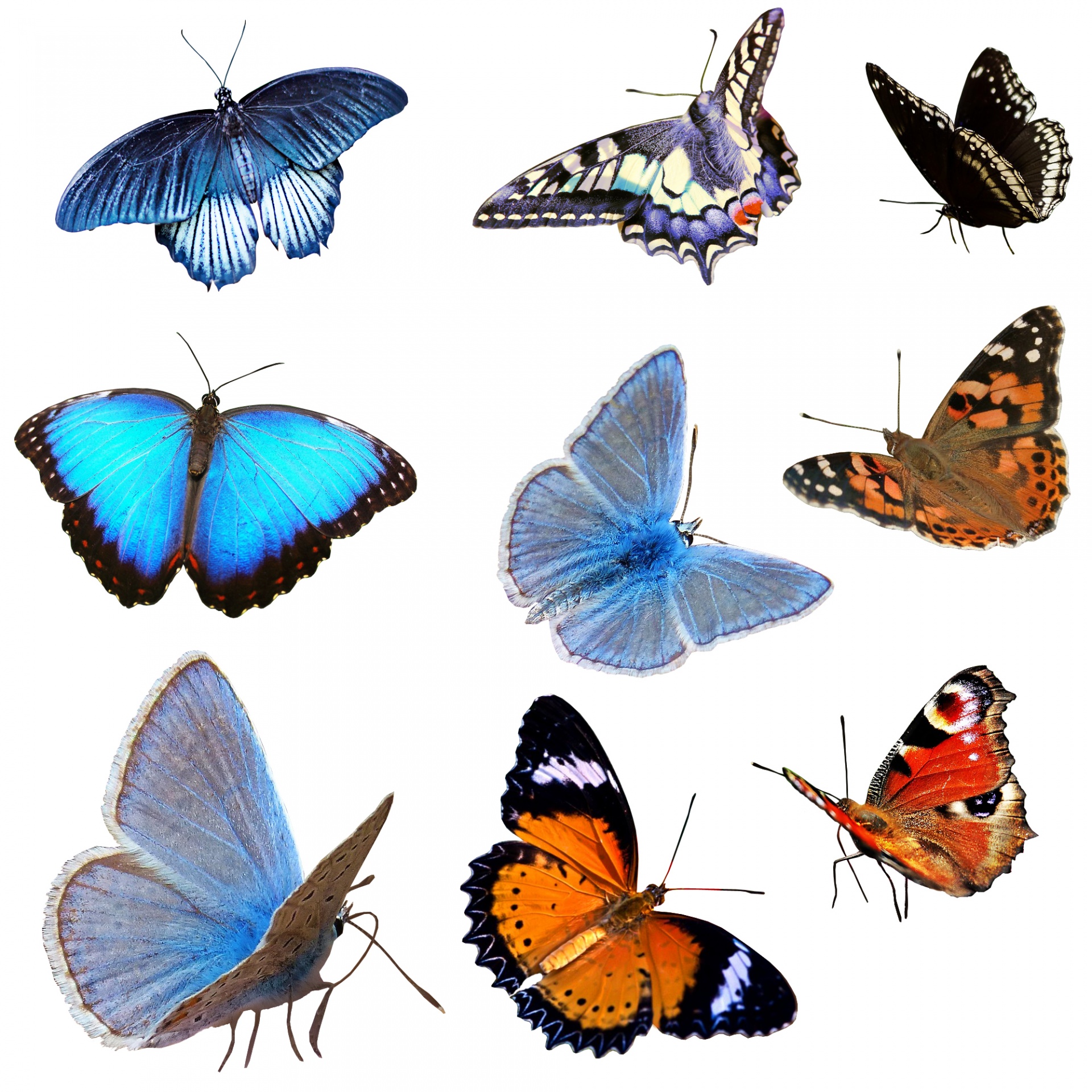 картинки бабочки где 6 крыла