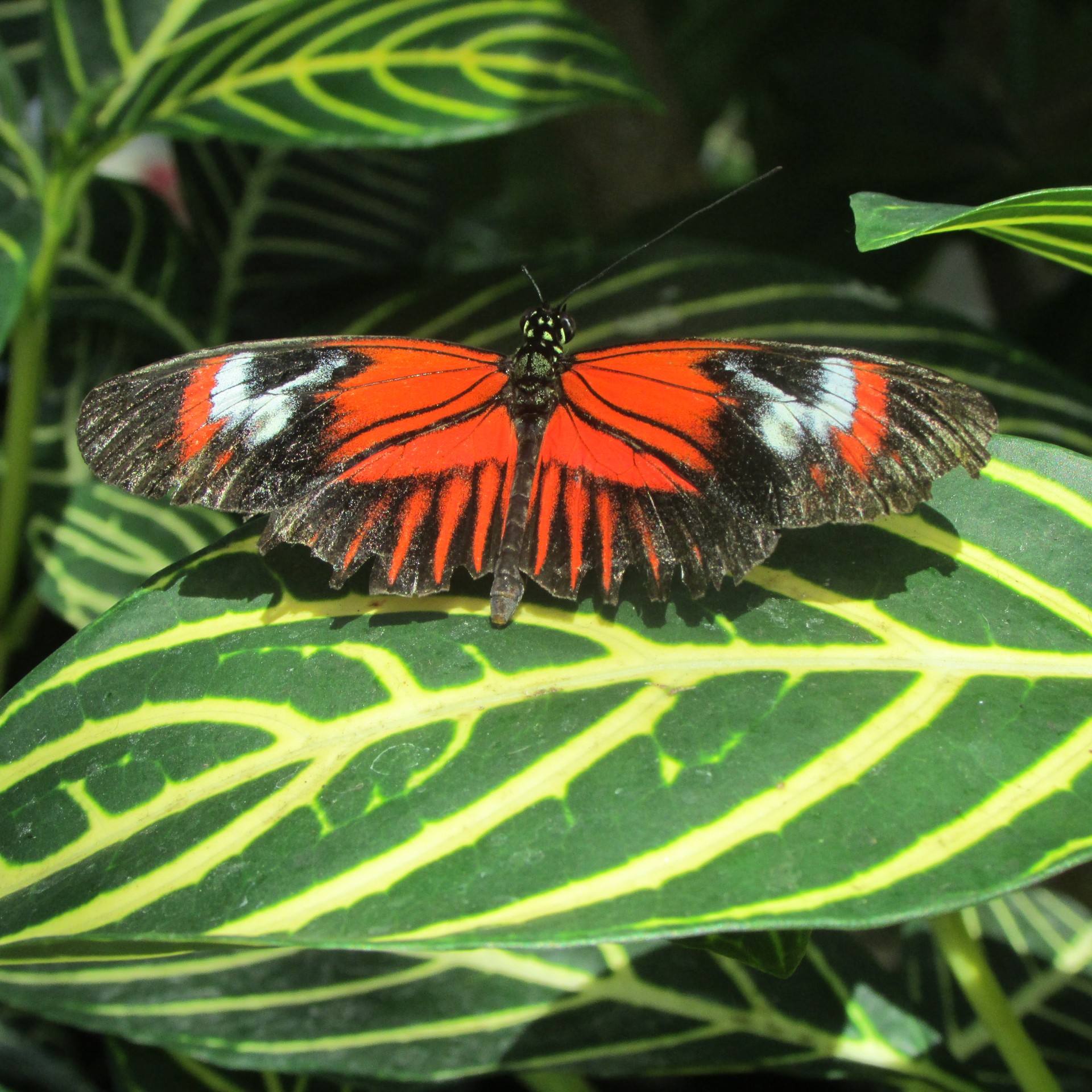 butterfly butterfly love free pictures free photo