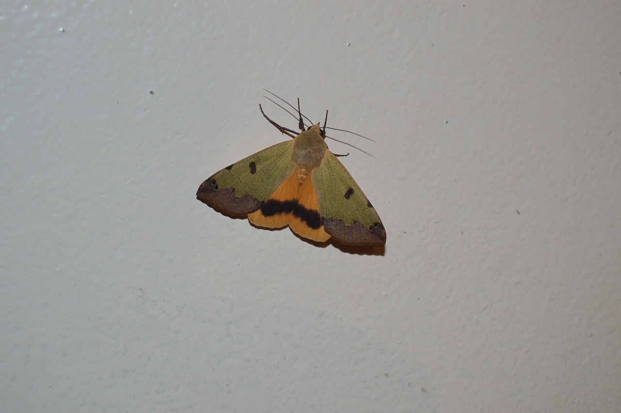 butterfly night yellow brown free photo